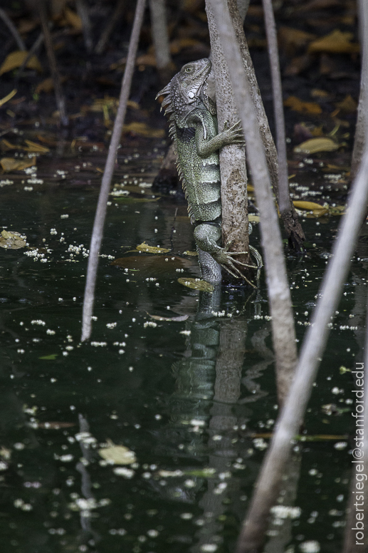 iguana